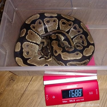 15 Animal Weight Readings That Mirror Your Fitness Journey
