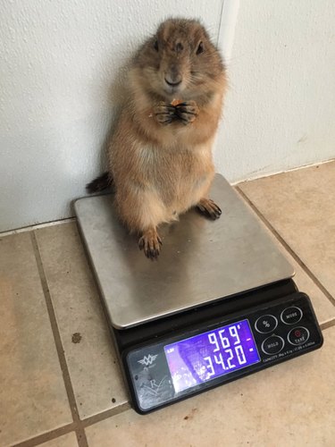 15 Animal Weight Readings That Mirror Your Fitness Journey