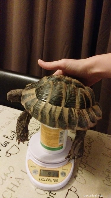 15 Animal Weight Readings That Mirror Your Fitness Journey