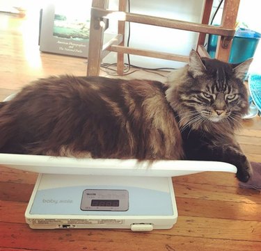 15 Animal Weight Readings That Mirror Your Fitness Journey