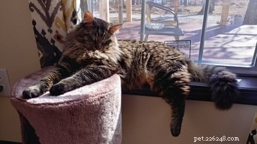 21 Most Sleepy Pets That Will Melt Your Heart
