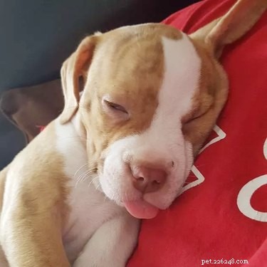 21 Most Sleepy Pets That Will Melt Your Heart
