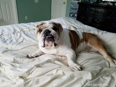21 Most Sleepy Pets That Will Melt Your Heart