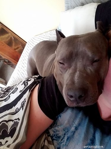 21 Most Sleepy Pets That Will Melt Your Heart