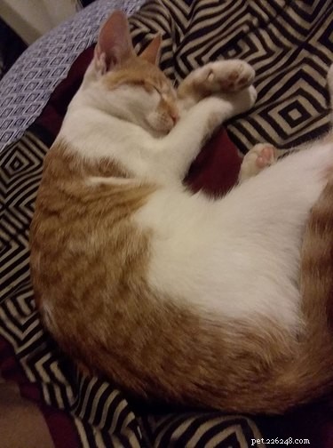 21 Most Sleepy Pets That Will Melt Your Heart