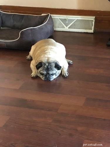 21 Most Sleepy Pets That Will Melt Your Heart
