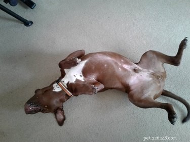21 Most Sleepy Pets That Will Melt Your Heart