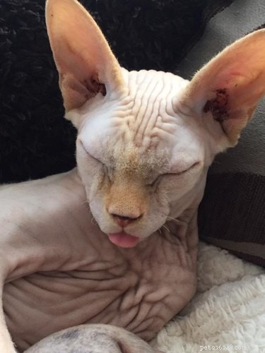 21 Most Sleepy Pets That Will Melt Your Heart