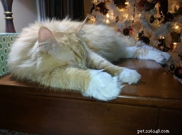 21 Most Sleepy Pets That Will Melt Your Heart