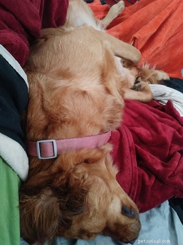 21 Most Sleepy Pets That Will Melt Your Heart