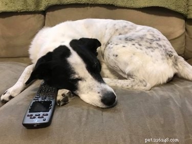 21 Most Sleepy Pets That Will Melt Your Heart
