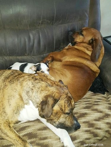21 Most Sleepy Pets That Will Melt Your Heart