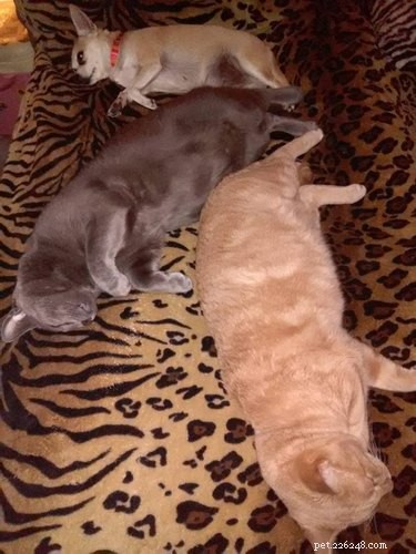 21 Most Sleepy Pets That Will Melt Your Heart