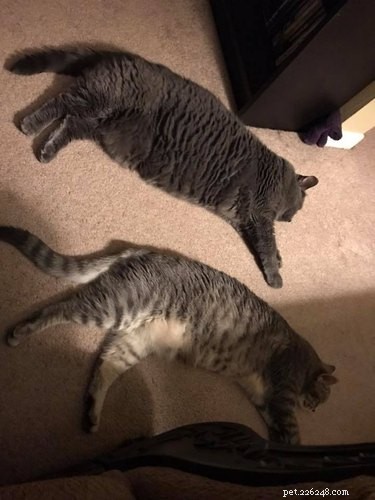 21 Most Sleepy Pets That Will Melt Your Heart