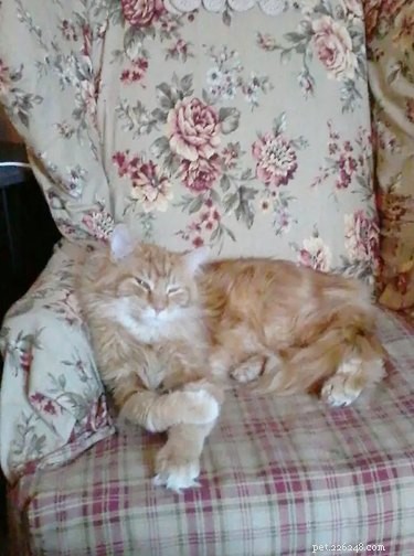 21 Most Sleepy Pets That Will Melt Your Heart