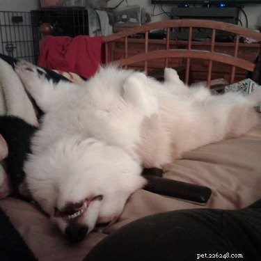 21 Most Sleepy Pets That Will Melt Your Heart
