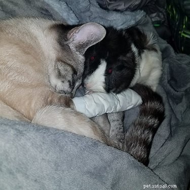 21 Most Sleepy Pets That Will Melt Your Heart