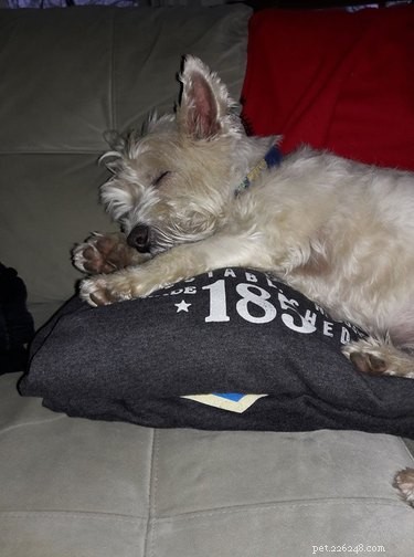21 Most Sleepy Pets That Will Melt Your Heart