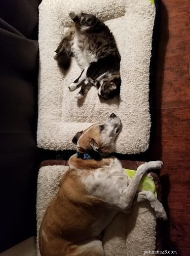 21 Most Sleepy Pets That Will Melt Your Heart