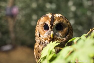 19 Adorable Owl Photos That Will Capture Your Heart