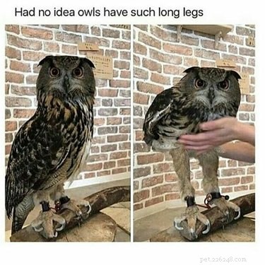 19 Adorable Owl Photos That Will Capture Your Heart
