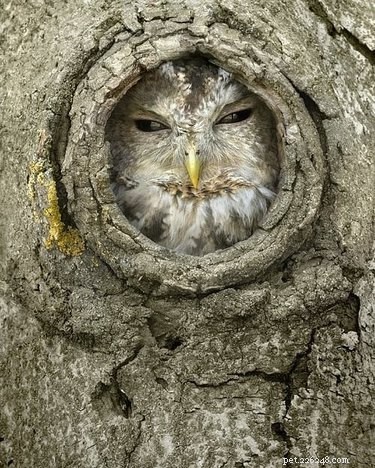 19 Adorable Owl Photos That Will Capture Your Heart