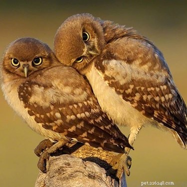19 Adorable Owl Photos That Will Capture Your Heart