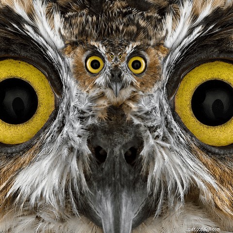 19 Adorable Owl Photos That Will Capture Your Heart