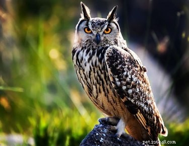 19 Adorable Owl Photos That Will Capture Your Heart