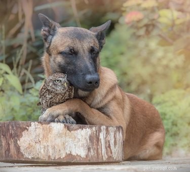 19 Adorable Owl Photos That Will Capture Your Heart