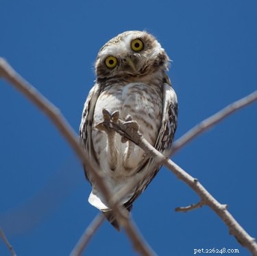 19 Adorable Owl Photos That Will Capture Your Heart