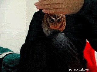 19 Adorable Owl Photos That Will Capture Your Heart