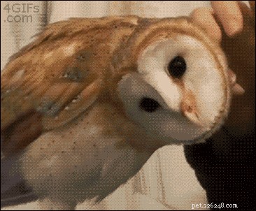 19 Adorable Owl Photos That Will Capture Your Heart