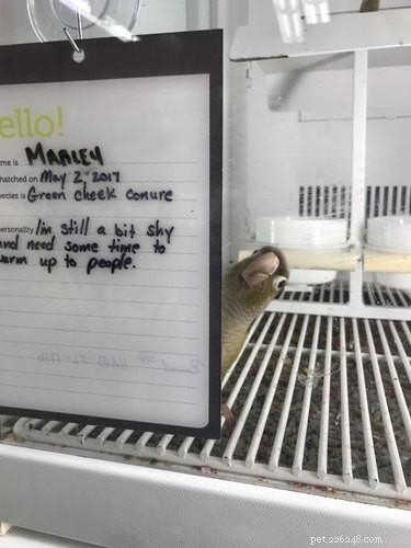 17 Awkward Pet Personas That Match Your Quiet Party Style