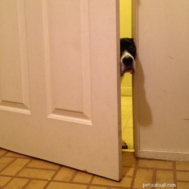 17 Awkward Pet Personas That Match Your Quiet Party Style