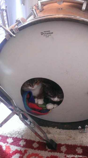 17 Awkward Pet Personas That Match Your Quiet Party Style