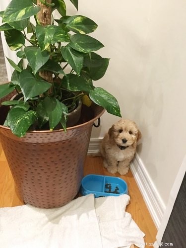 17 Awkward Pet Personas That Match Your Quiet Party Style