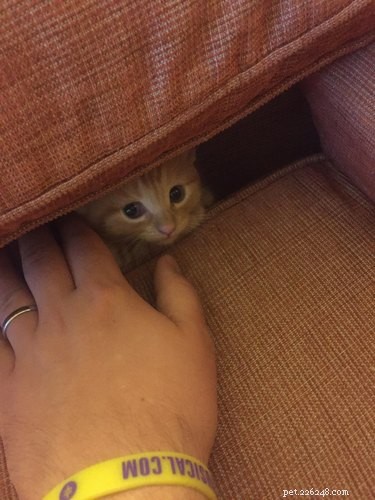17 Awkward Pet Personas That Match Your Quiet Party Style