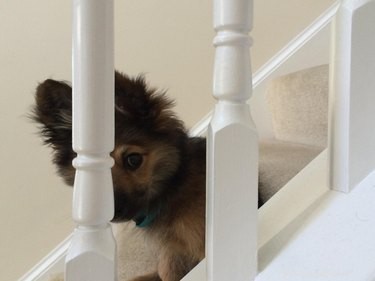 17 Awkward Pet Personas That Match Your Quiet Party Style