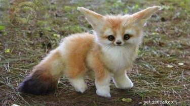 17 Adorable Chunky Baby Animals That Will Melt Your Heart