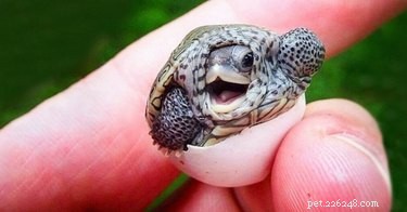 17 Adorable Chunky Baby Animals That Will Melt Your Heart