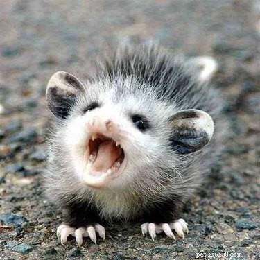 17 Adorable Chunky Baby Animals That Will Melt Your Heart