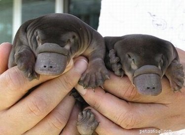 17 Adorable Chunky Baby Animals That Will Melt Your Heart