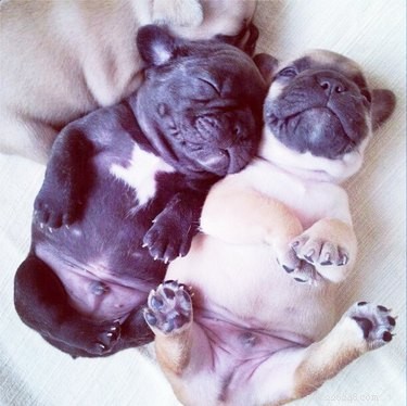 17 Adorable Chunky Baby Animals That Will Melt Your Heart