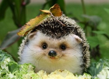 17 Adorable Chunky Baby Animals That Will Melt Your Heart