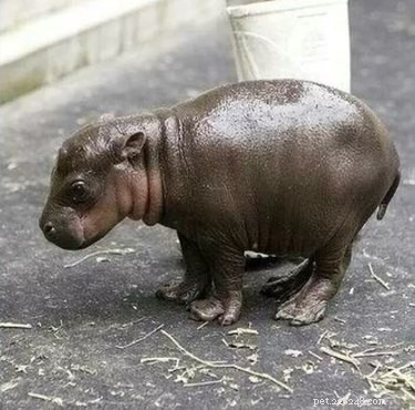 17 Adorable Chunky Baby Animals That Will Melt Your Heart