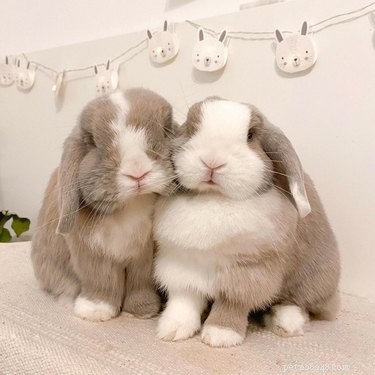 17 Adorable Chunky Baby Animals That Will Melt Your Heart