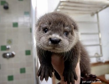 17 Adorable Chunky Baby Animals That Will Melt Your Heart