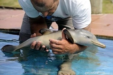 17 Adorable Chunky Baby Animals That Will Melt Your Heart