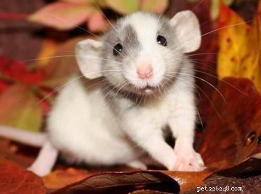 17 Adorable Chunky Baby Animals That Will Melt Your Heart
